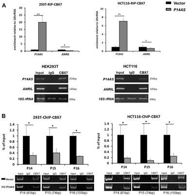 Corrigendum: P14AS upregulates gene expression in the CDKN2A/2B locus through competitive binding to PcG protein CBX7